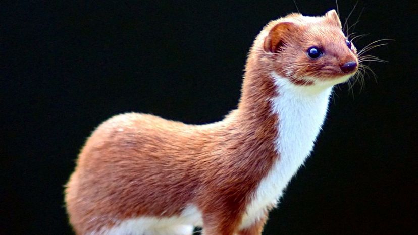 Least weasel