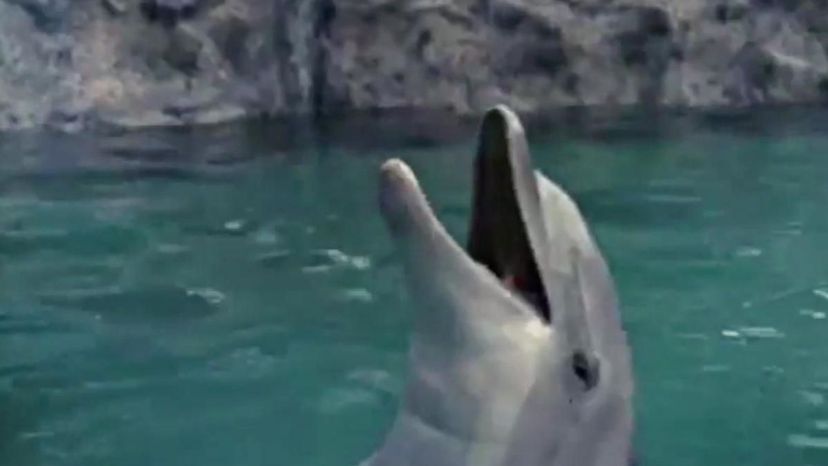 Do You Remember the TV Show Flipper?