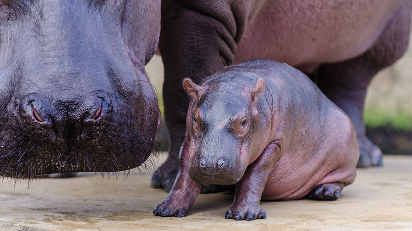 baby hippo