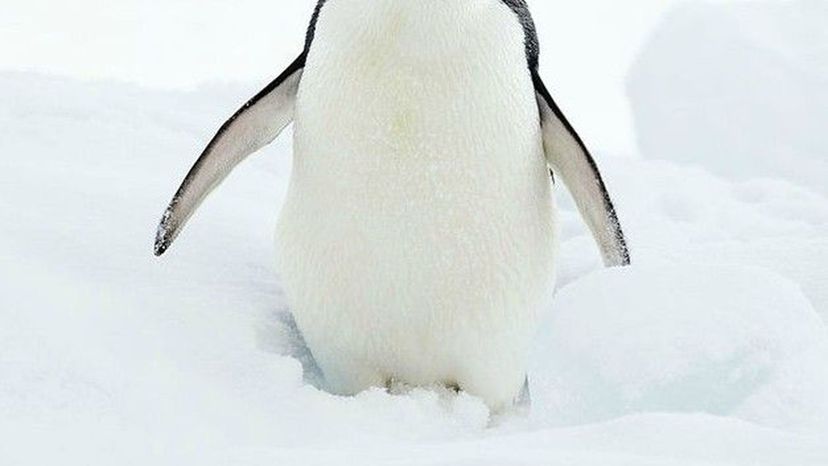 Adeliepenguin