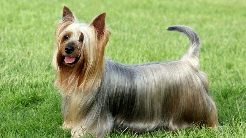 Silky terrier