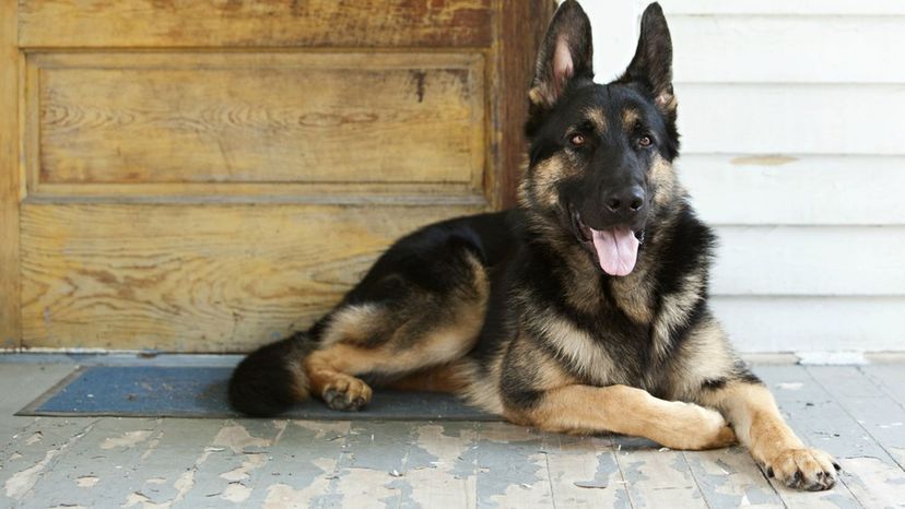 German Shepherd