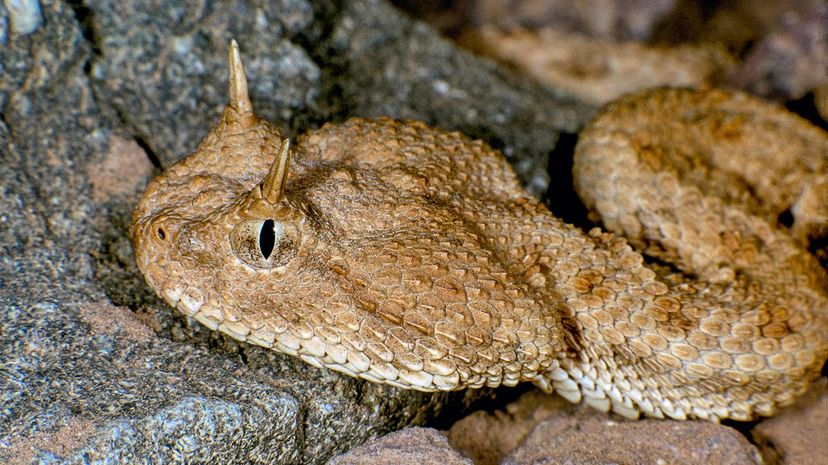 Horned desert viper