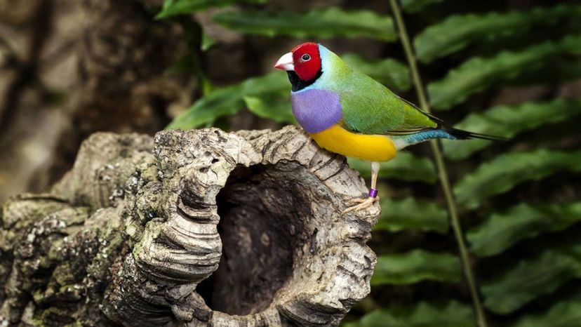 Gouldian Finch