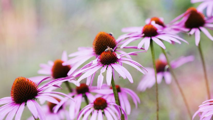 20 Coneflower GettyImages-828447684