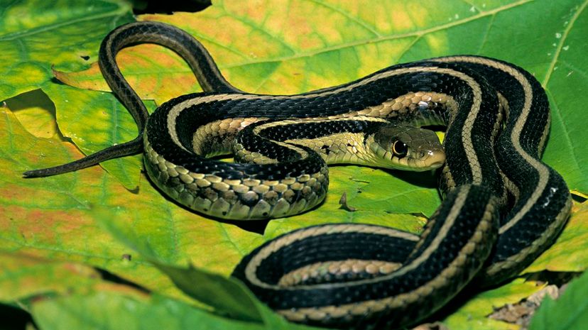 20 Eastern Garter Snake