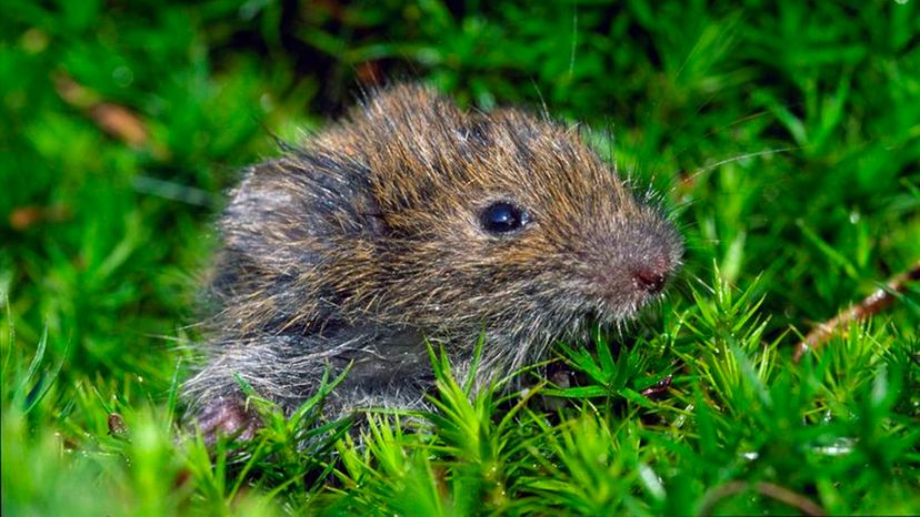 Skomer Vole