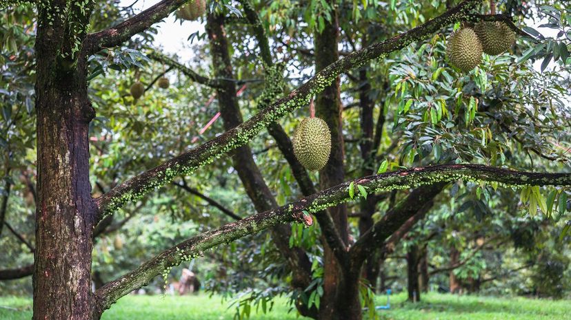 40 durian tree