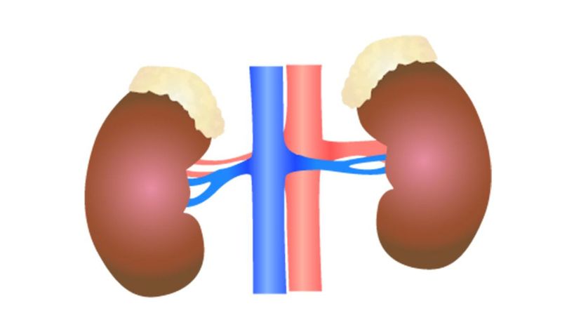 Kidneys