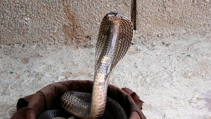 Indian Cobra