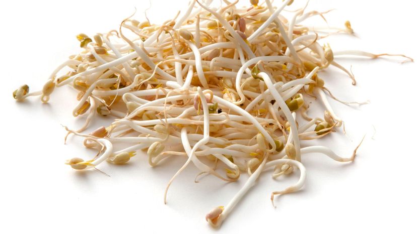 37 Mung Bean Sprouts GettyImages-182740671