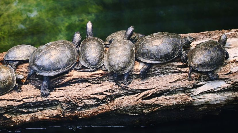 Turtles are sitting on a tree trunk