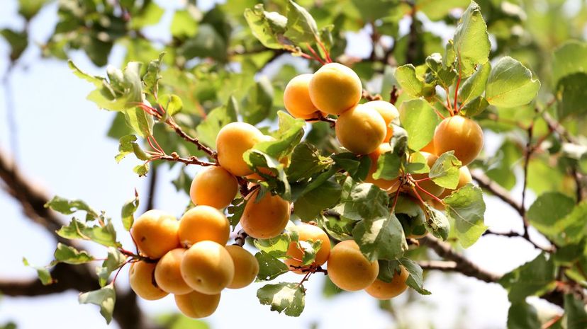 35 Apricot Tree