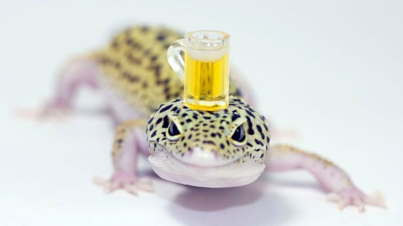 20 - flat out like a lizard drinking