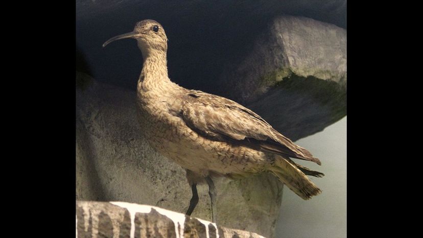 Eskimo Curlew