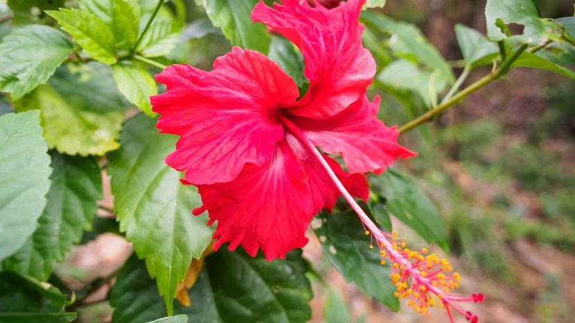 Hibiscus