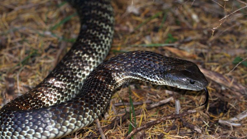 Tiger Snake