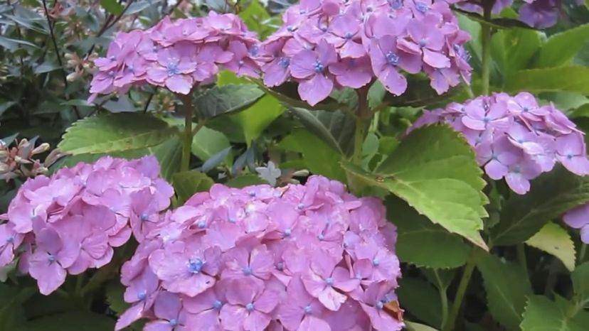 Hydrangea (hydrangea genus)