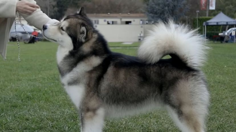 29 Alaskan Malamute