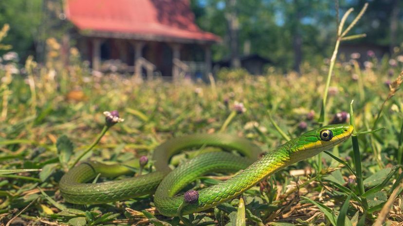 40 Rough Green Snake