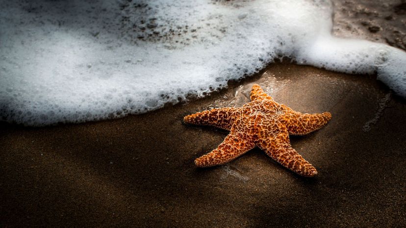 Starfish