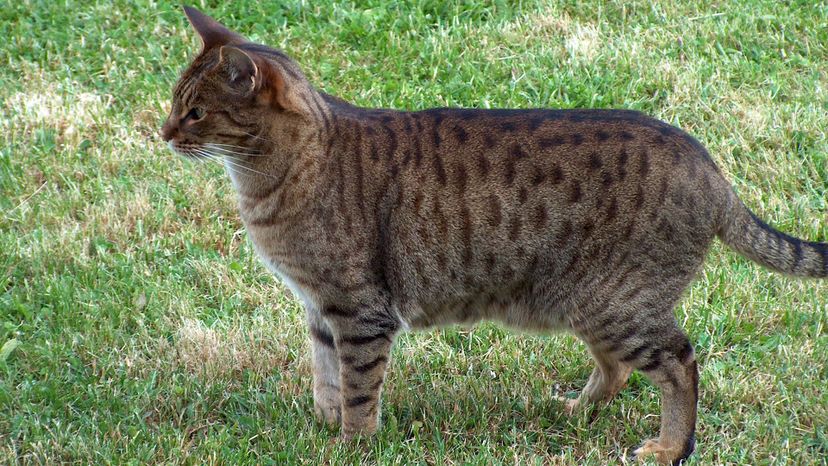 Ocicat