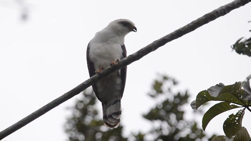 White-Collared Kite