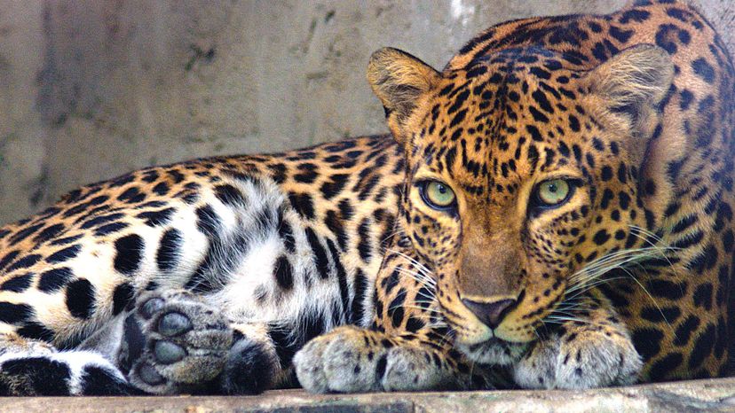 Indochinese leopard