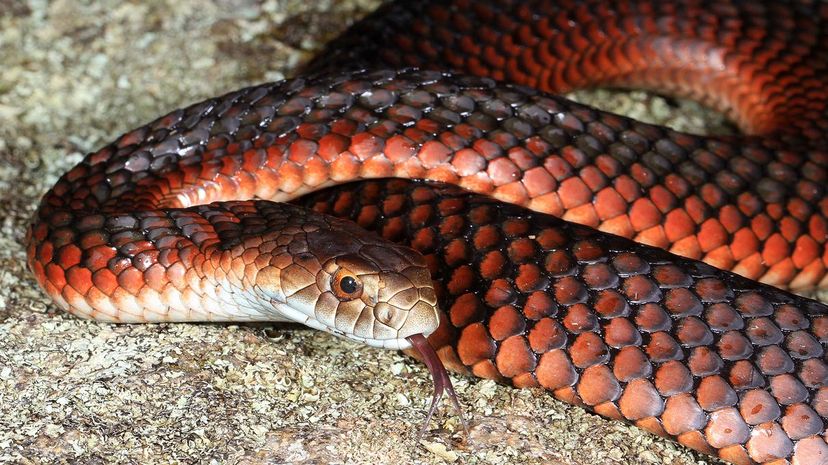 Lowland copperhead