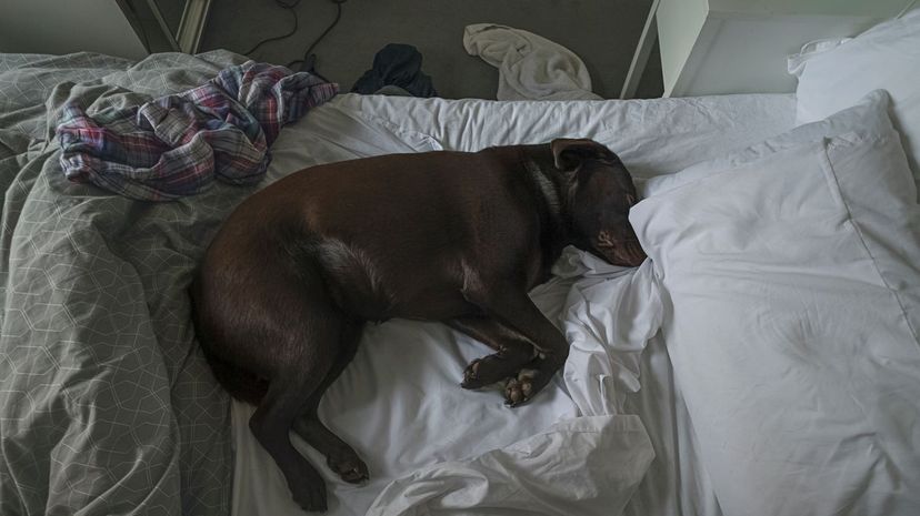 Dog on messy bed