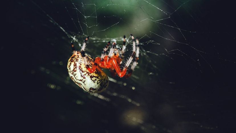 Marble Orb Weaver