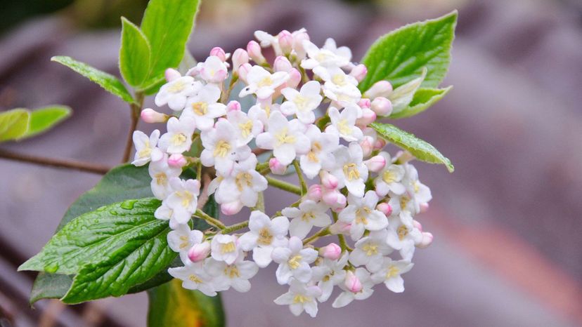 Viburnum