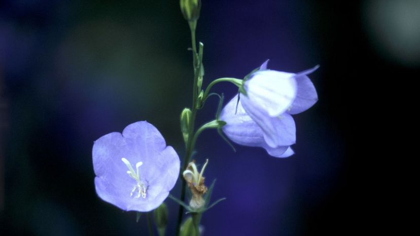 Canterbury bells