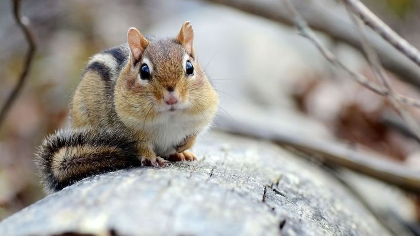 Chipmunk