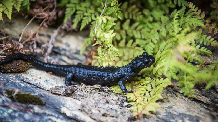Alpine salamander