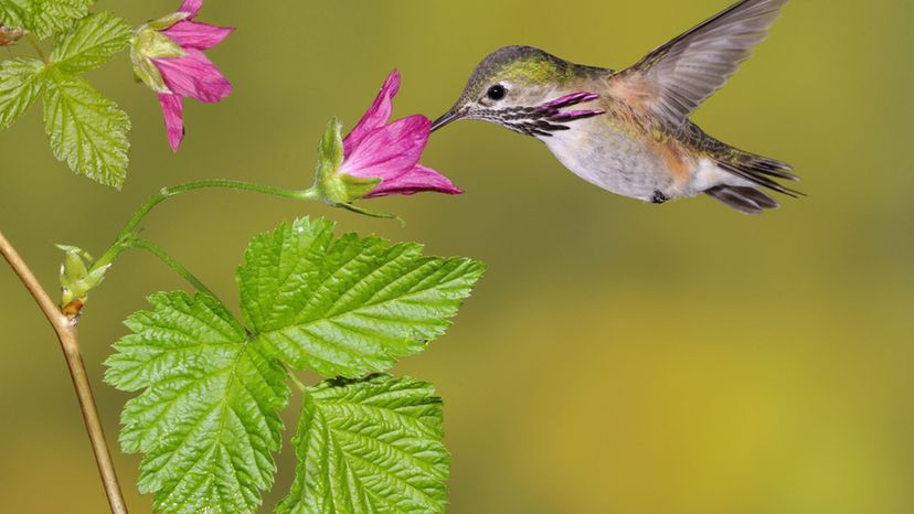 Calliope hummingbird