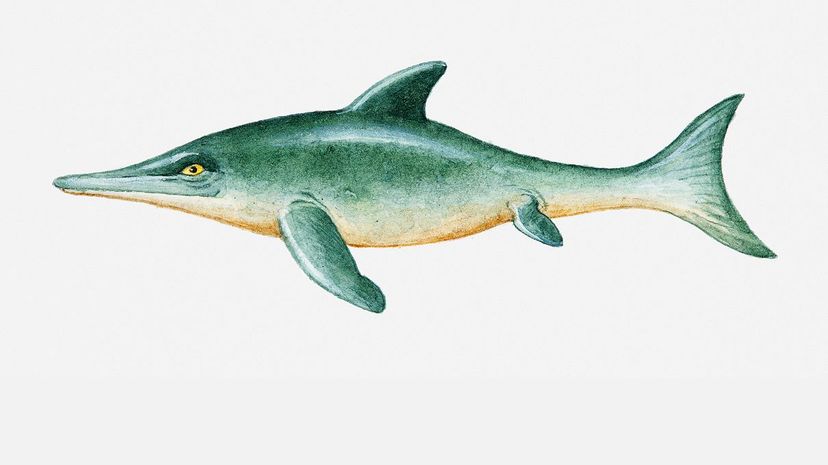 Ichthyosaur