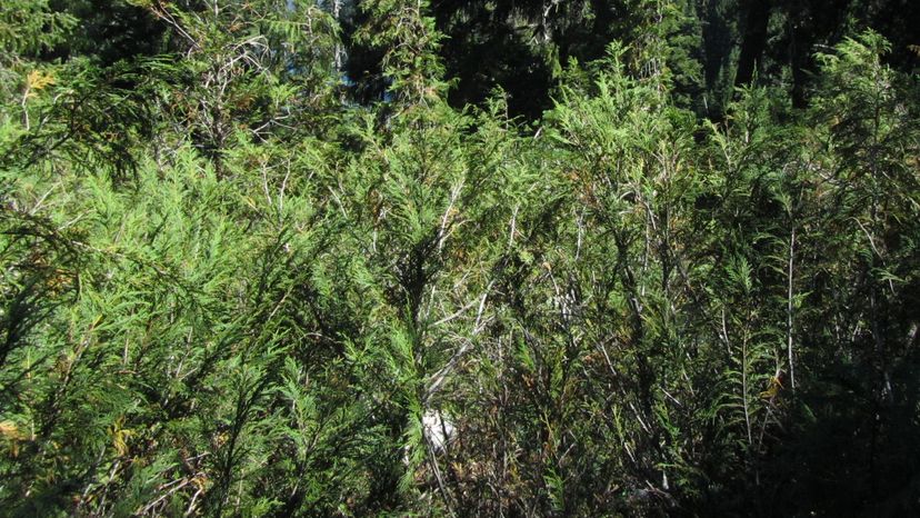 11 pacific yew Taxus_brevifolia_-_Flickr_-_theforestprimeval_(2)