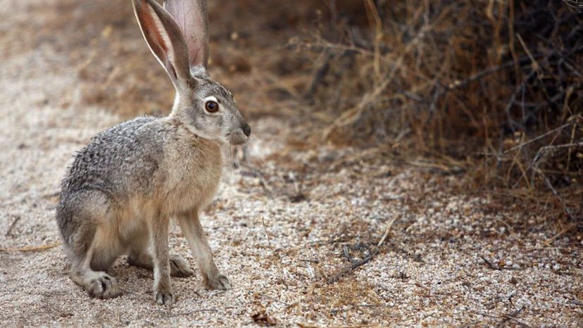 Black-tailed Jack Rabbit