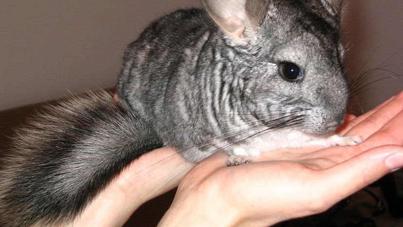 Chinchilla