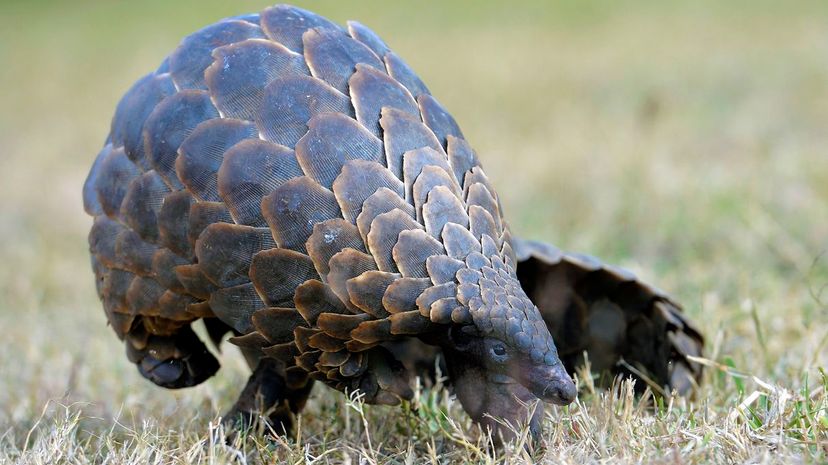 Pangolin