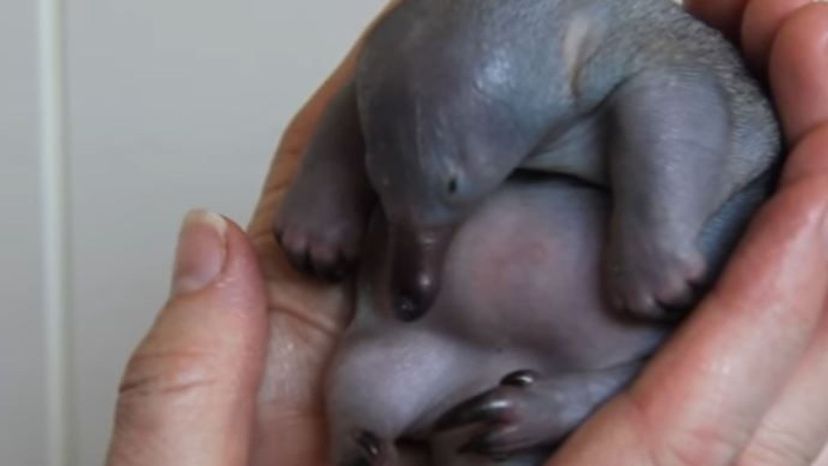 Puggle (Echidna)