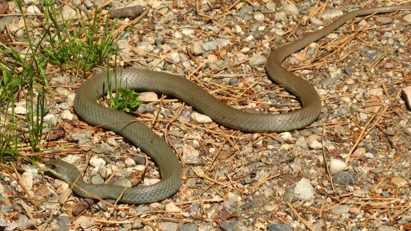 Western yellow-bellied racer