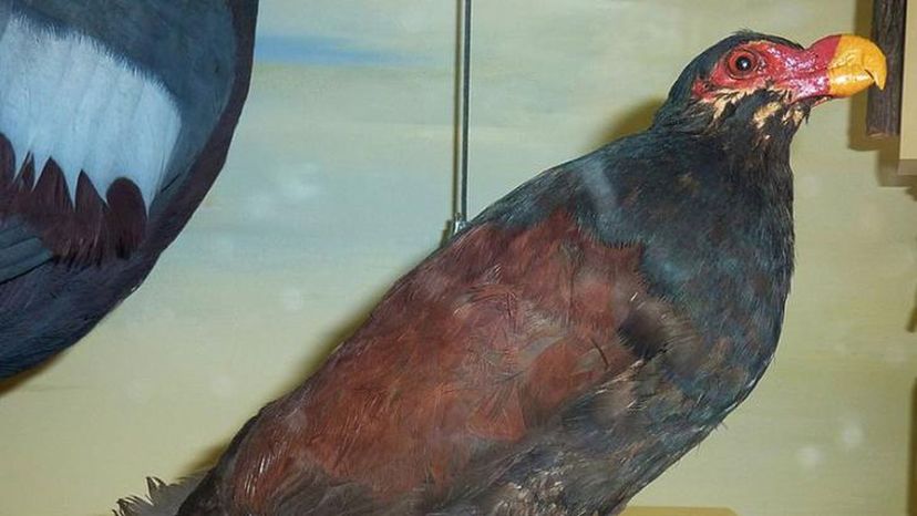 Tooth Billed Pigeon