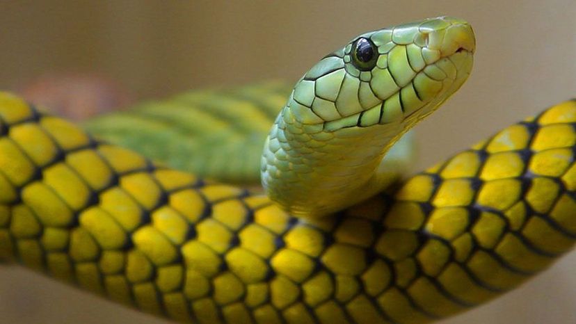 Boomslang