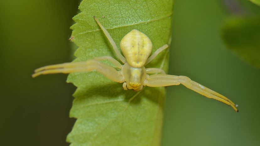 16 Banana Spider