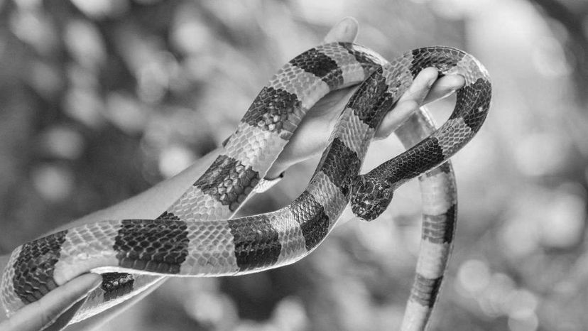 The snake shown in the picture is a ________.