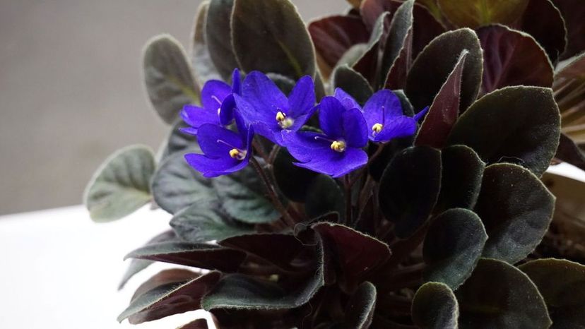 african violet