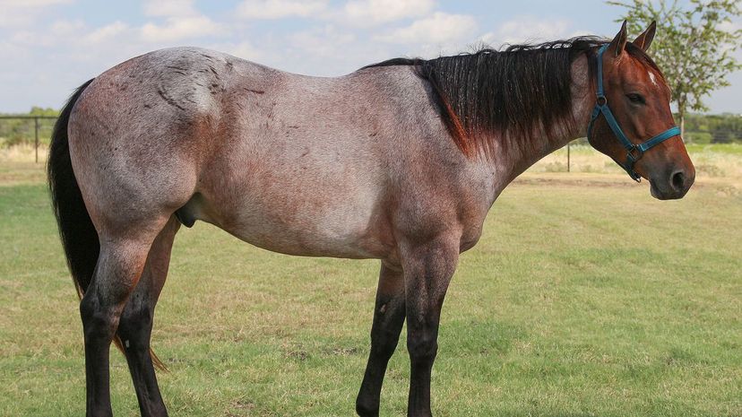 American Quarter Horse