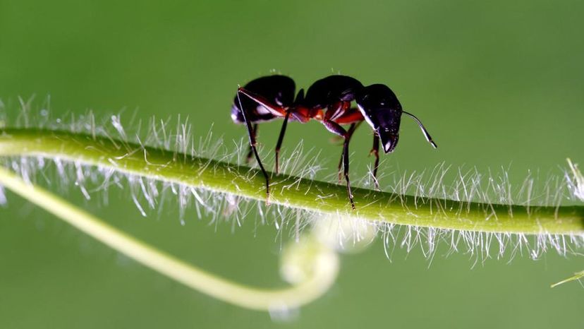 Black Carpenter Ant